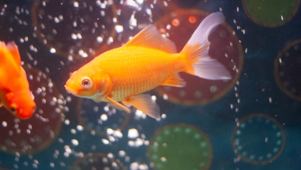 A goldfish swimming in an aquarium with bubbles