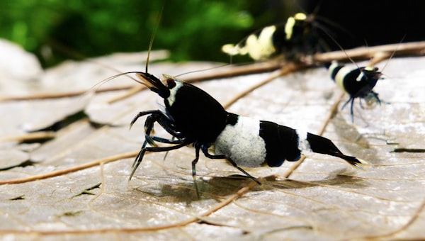 Black and white shrimp on a textured surface