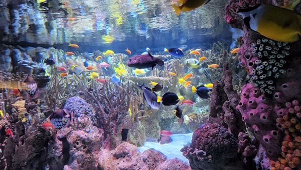 A large aquarium filled with lots of colorful fish
