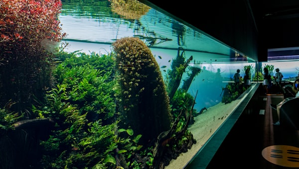 Green plants in fish tank