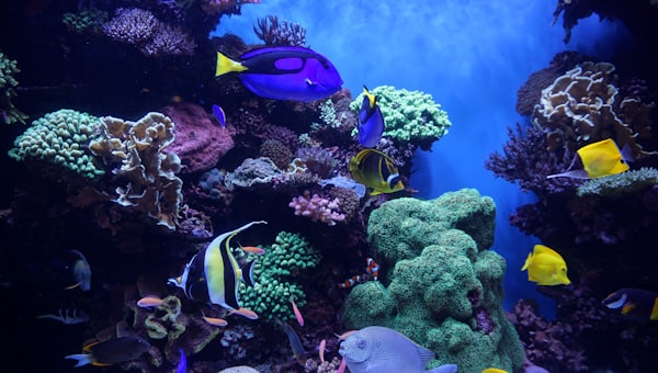 Blue and white fish in aquarium