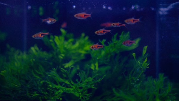 Small fish swim among green aquatic plants in a tank.
