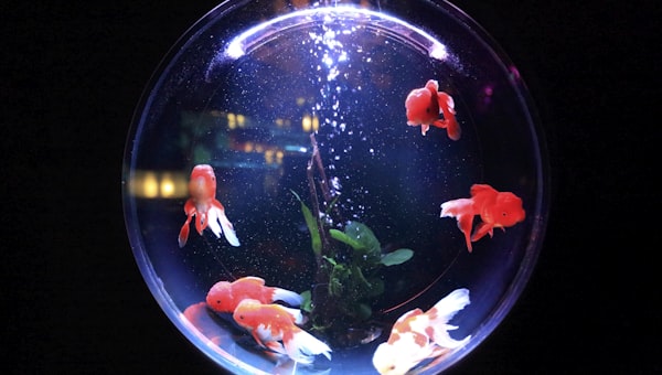 School of fish in fishbowl