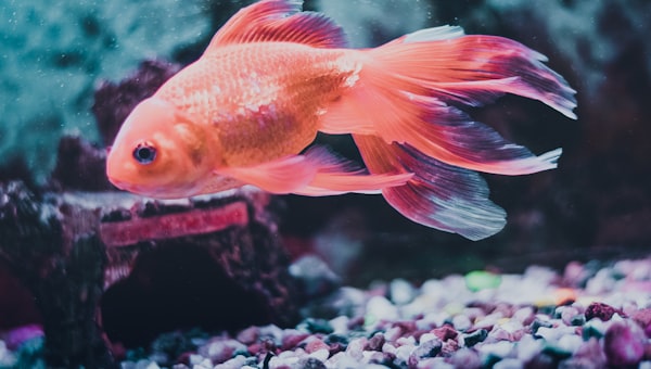 Orange and white fish in fish tank
