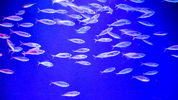 A large group of fish swimming in an aquarium