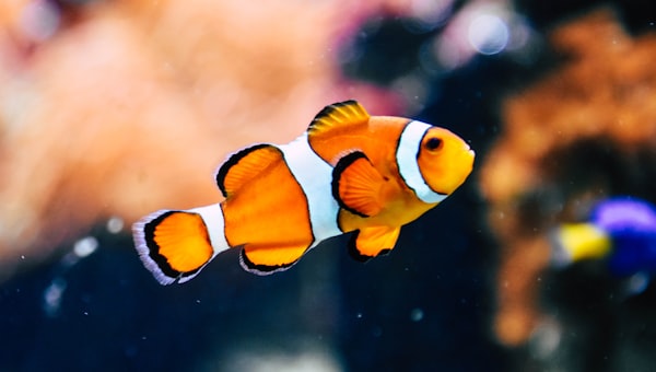 Clown fish in shallow focus photography