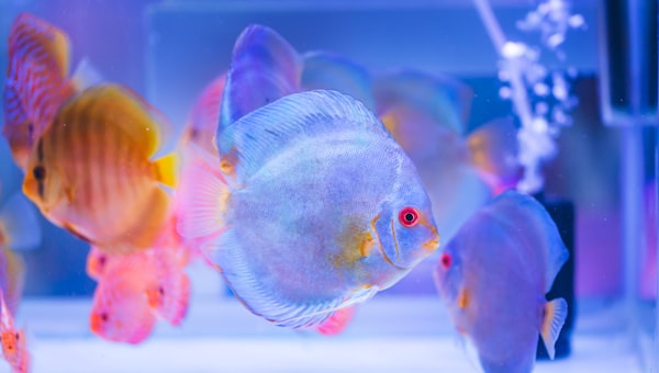 A group of fish swimming in an aquarium
