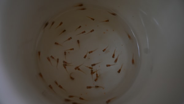 Many tiny fish swimming in a white bowl.