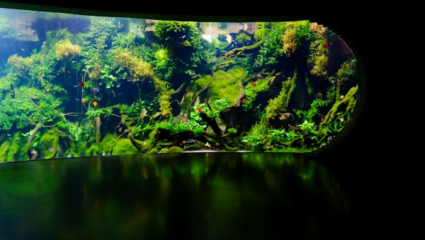 Curved aquarium filled with vibrant green plants and moss.