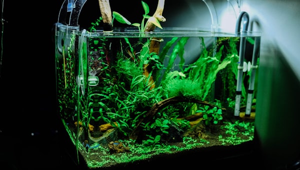 Green plant in clear glass fish tank