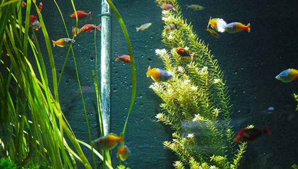 A fish tank filled with lots of different colored fish
